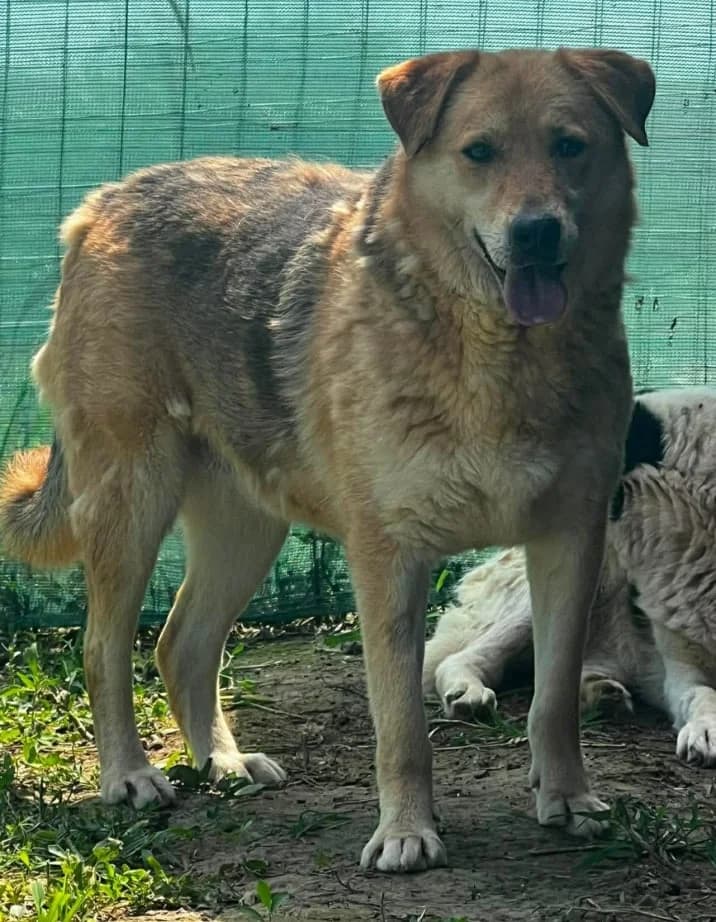 MARIA, female Mixed Breed for adoption at Hundehilfe Lucky Stray e.V.