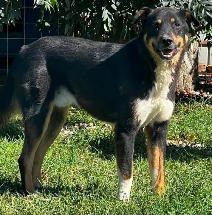 NIKOSCH, male Mixed Breed for adoption at Hundehilfe Lucky Stray e.V.