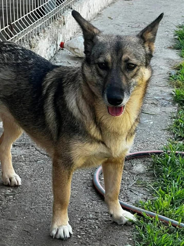 DÉSIRÉE, female Mixed Breed for adoption at Hundehilfe Lucky Stray e.V.