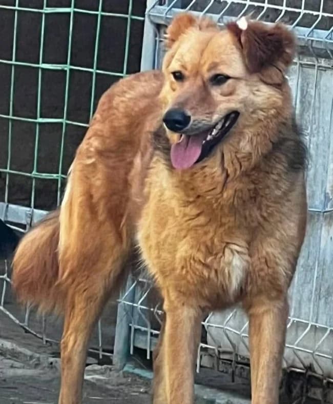 INGE, female Mixed Breed for adoption at Hundehilfe Lucky Stray e.V.