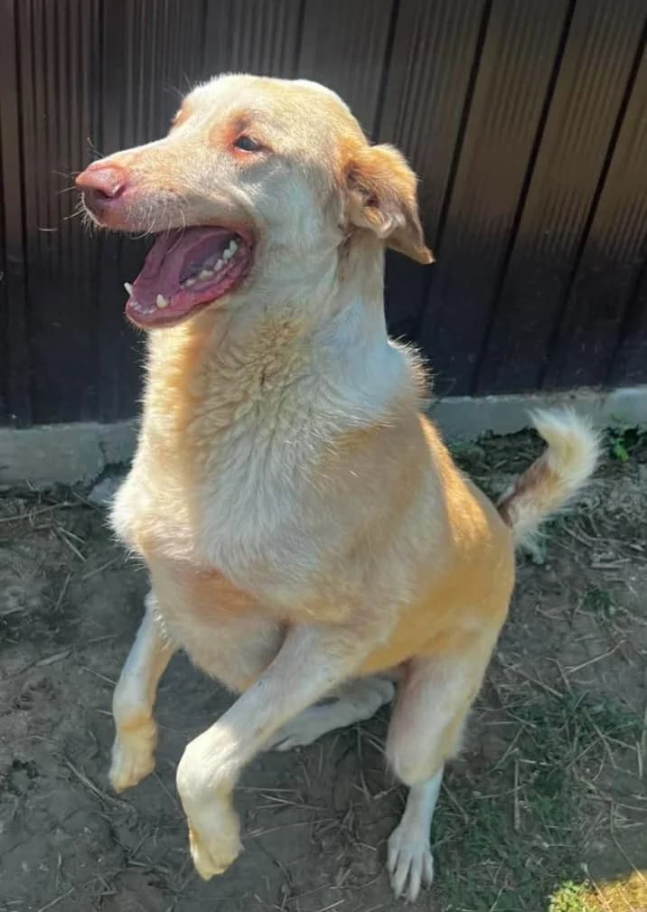 FUCHUR, male Mixed Breed for adoption at Hundehilfe Lucky Stray e.V.
