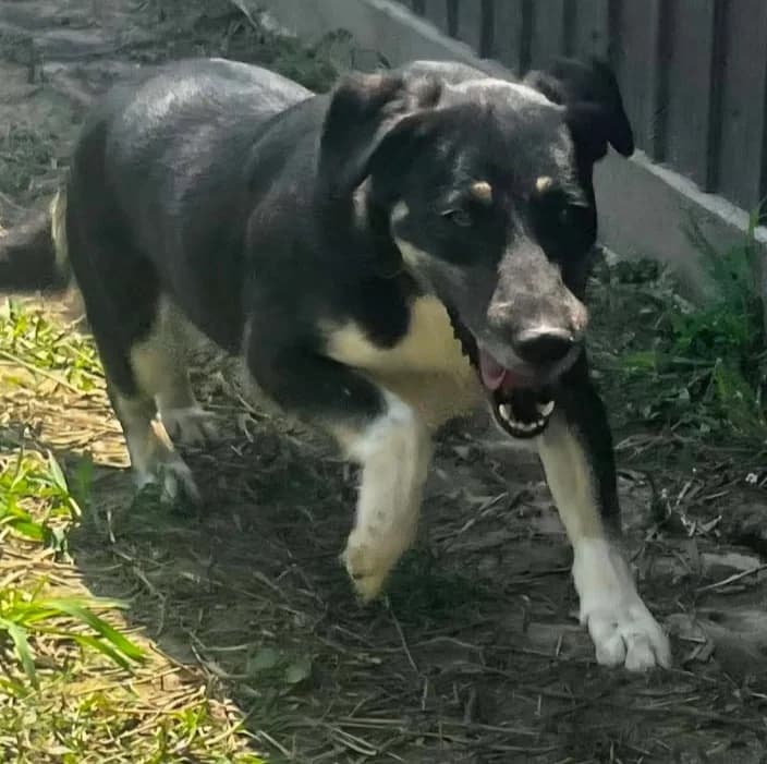 NORA, female Mixed Breed for adoption at Hundehilfe Lucky Stray e.V.