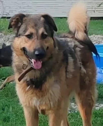 JASPER, male Mixed Breed for adoption at Hundehilfe Lucky Stray e.V.