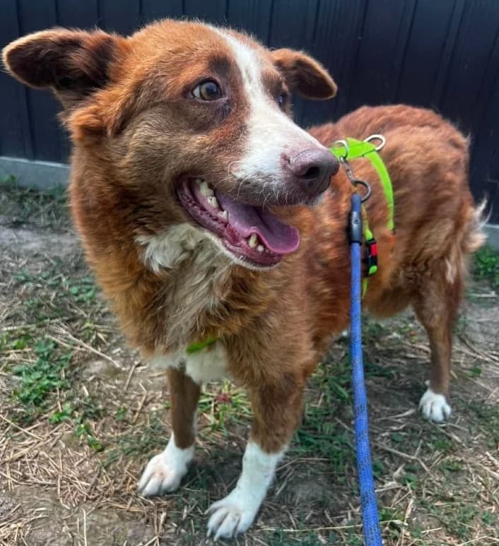 URSU, male mixed breed for adoption at Hundehilfe Lucky Stray e.V.