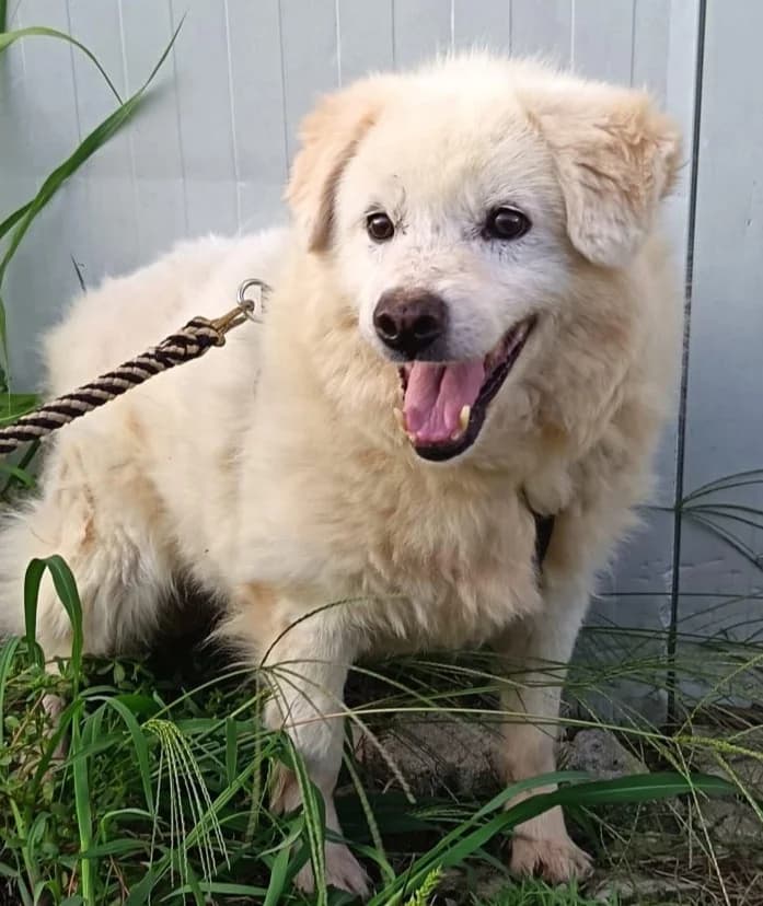BAMBAM, male Mixed Breed for adoption at Hundehilfe Lucky Stray e.V.
