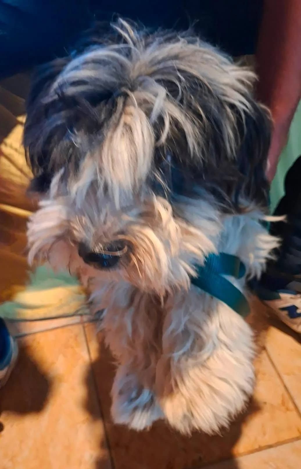 BOBBY, male Mixed Breed for adoption at Hundehilfe Lucky Stray e.V.
