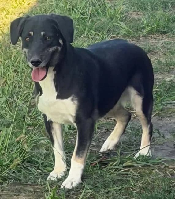 NORA, female Mixed Breed for adoption at Hundehilfe Lucky Stray e.V.