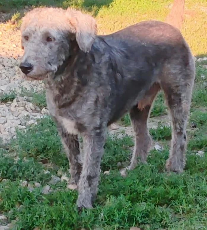 ARTCHI, male Mixed Breed for adoption at Hundehilfe Lucky Stray e.V.