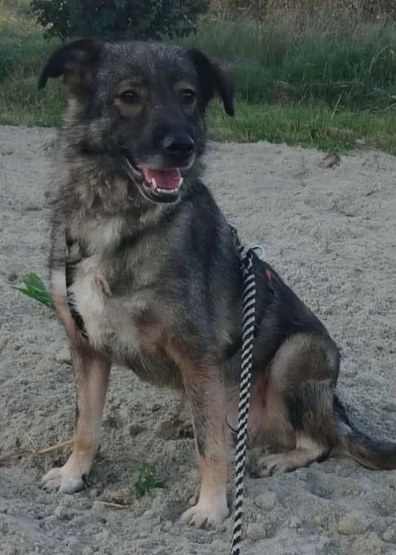 BELLA LUCY, female 4yo Mixed Breed for adoption at Hundehilfe Lucky Stray e.V.
