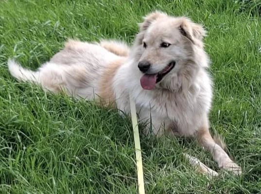 MOJO, male Mixed Breed for adoption at Hundehilfe Lucky Stray e.V.