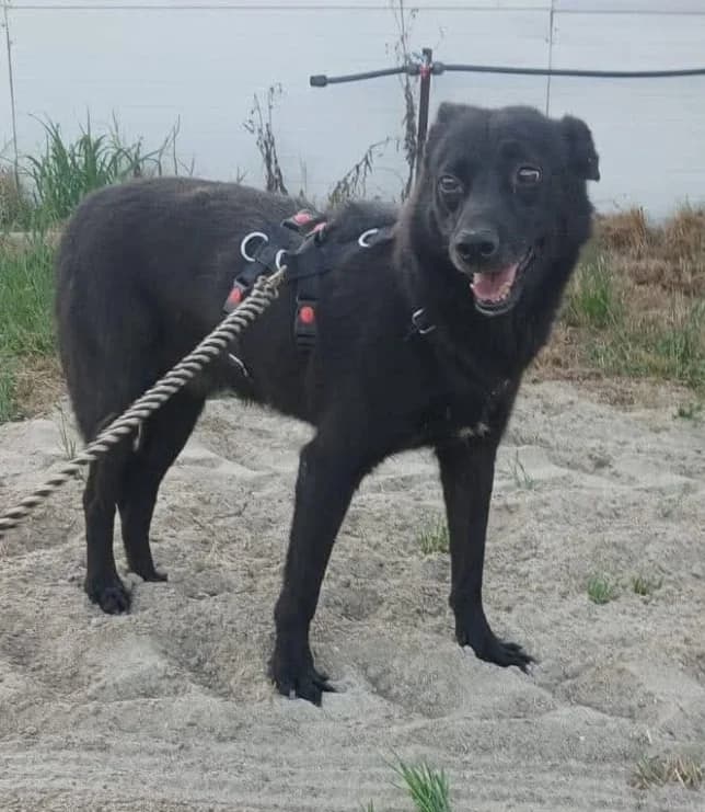 LESLY, male Mixed Breed for adoption at Hundehilfe Lucky Stray e.V.