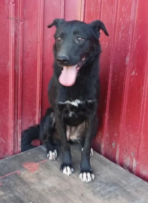 CELE, female Mixed Breed for adoption at Hundehilfe Lucky Stray e.V.