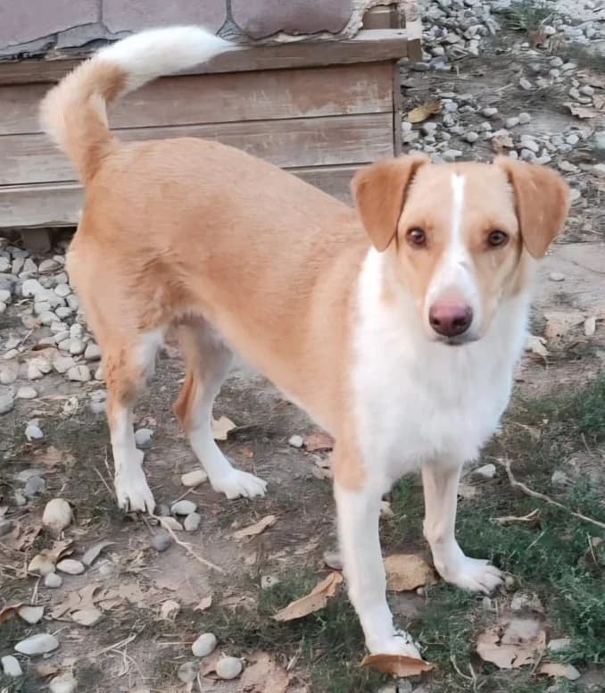 LISA, female Mixed Breed for adoption at Hundehilfe Lucky Stray e.V.