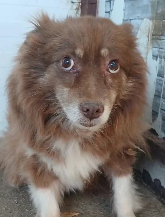 GEORGE, male Mixed Breed for adoption at Hundehilfe Lucky Stray e.V.