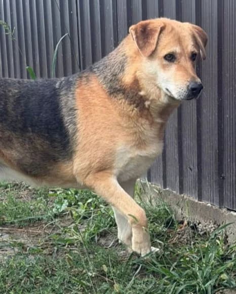 MARIA, female Mixed Breed for adoption at Hundehilfe Lucky Stray e.V.