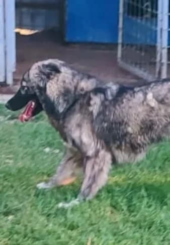 KIKKI, female Mixed Breed for adoption at Hundehilfe Lucky Stray e.V.