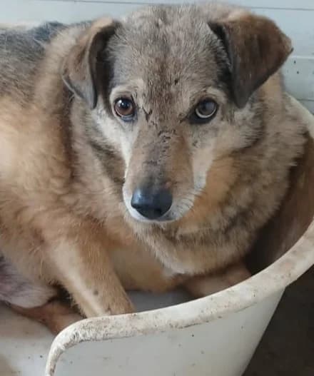 TONI, male Mixed Breed for adoption at Hundehilfe Lucky Stray e.V.