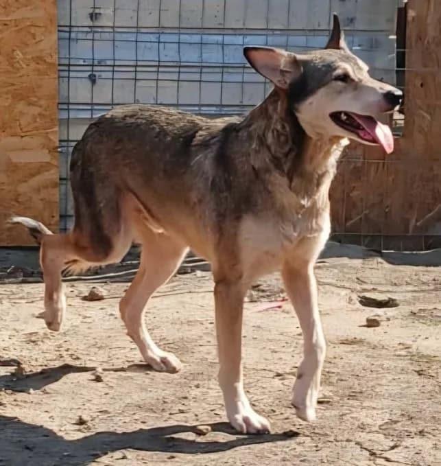 ATTILA, male Mixed Breed for adoption at Hundehilfe Lucky Stray e.V.