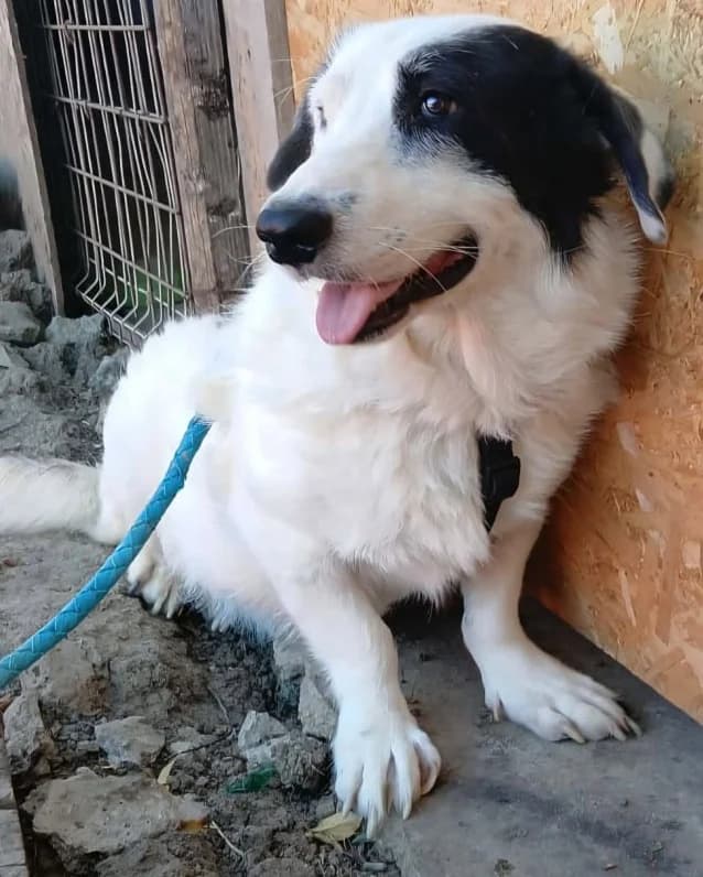 SIKARO, male Mixed Breed for adoption at Hundehilfe Lucky Stray e.V.