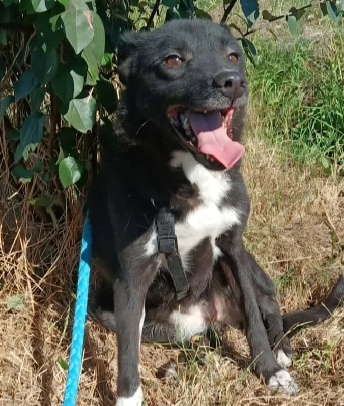 MERLE, female Mixed Breed for adoption at Hundehilfe Lucky Stray e.V.