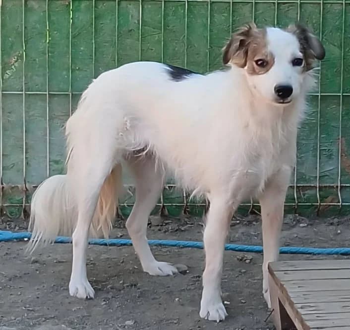 NAIRA, female Mixed Breed for adoption at Hundehilfe Lucky Stray e.V.