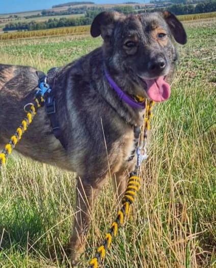 BELLA LUCY, female 4yo Mixed Breed for adoption at Hundehilfe Lucky Stray e.V.
