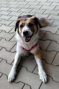 NORA, female Mixed Breed for adoption at Hundehilfe Lucky Stray e.V.