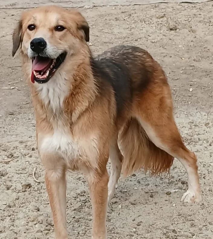 BERTA, female 6yo Mixed Breed for adoption at Hundehilfe Lucky Stray e.V.