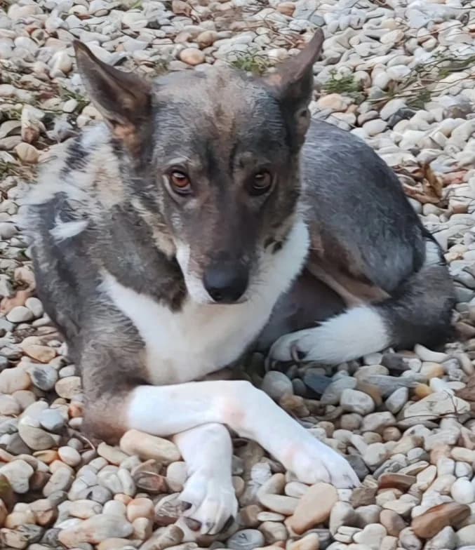NELSON, male Mixed Breed for adoption at Hundehilfe Lucky Stray e.V.