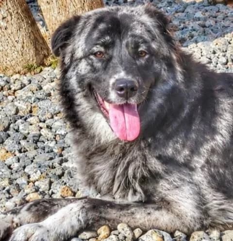 KIKKI, female Mixed Breed for adoption at Hundehilfe Lucky Stray e.V.
