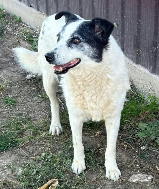 KATE, female Mixed Breed for adoption at Hundehilfe Lucky Stray e.V.