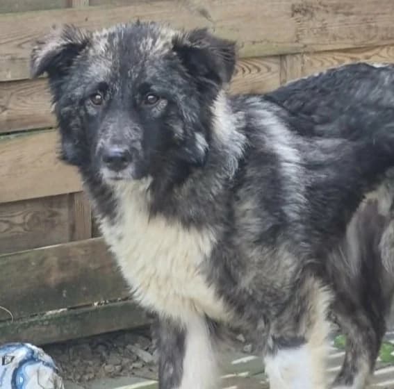 TINKY, female Mixed Breed for adoption at Hundehilfe Lucky Stray e.V.