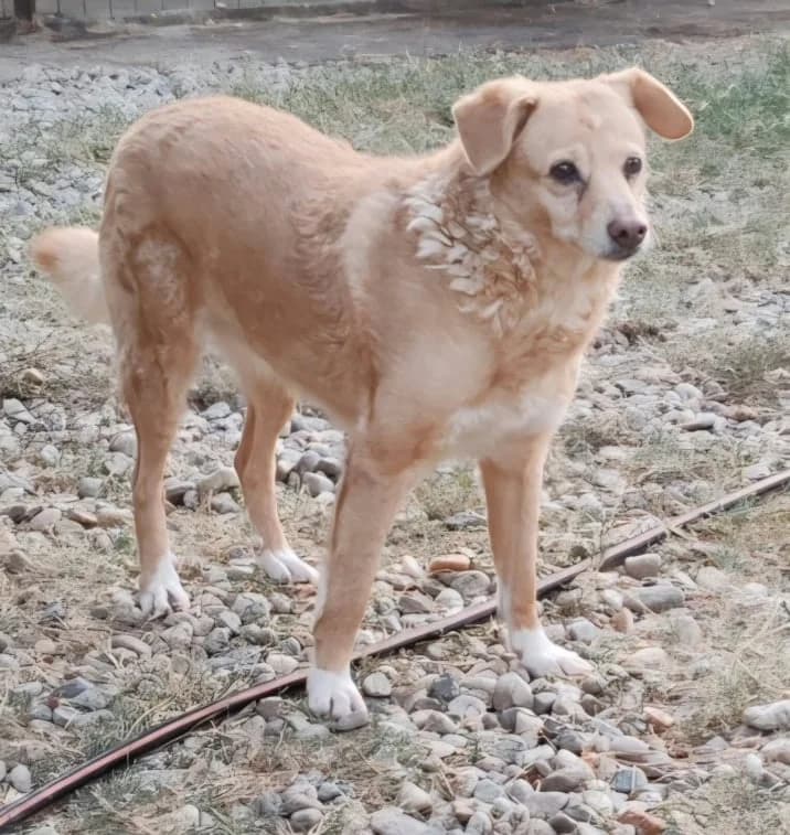 BIJOU, female senior Mixed Breed for adoption at Hundehilfe Lucky Stray e.V.