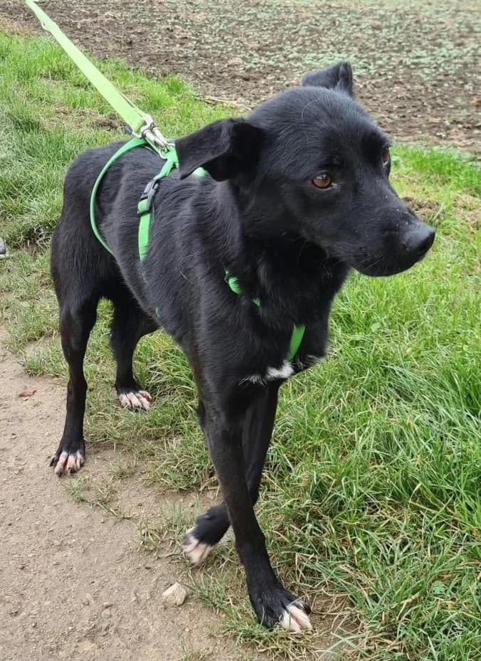 CELE, female Mixed Breed for adoption at Hundehilfe Lucky Stray e.V.