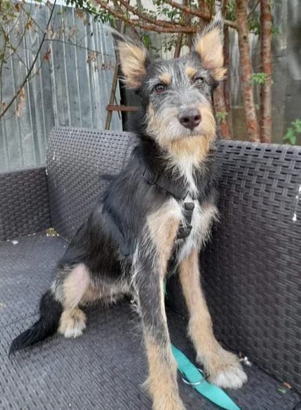 APOLLO, male Mixed Breed for adoption at Hundehilfe Lucky Stray e.V.
