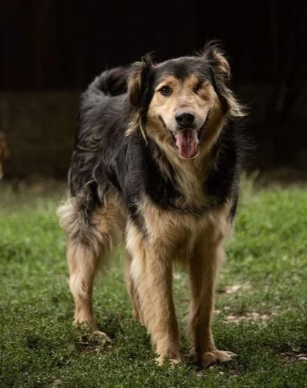 ATTILA, male senior Mixed Breed for adoption at Hundehilfe Lucky Stray e.V.