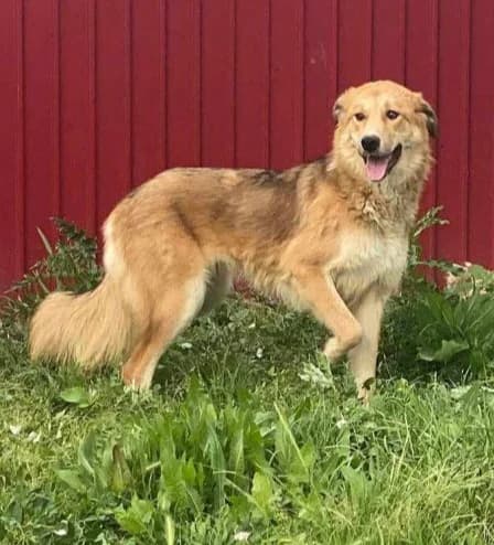 BERTA, female 6yo Mixed Breed for adoption at Hundehilfe Lucky Stray e.V.