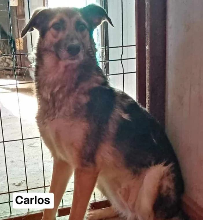CARLOS, male Mixed Breed for adoption at Hundehilfe Lucky Stray e.V.