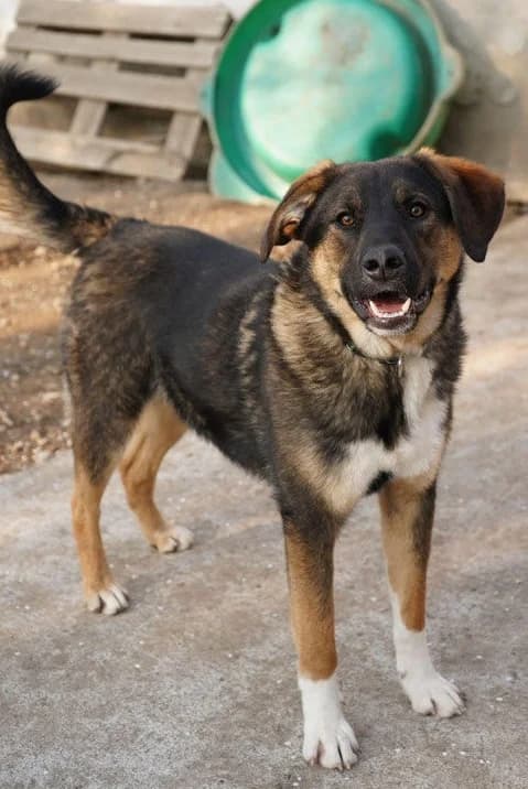 CASH, male Mixed Breed for adoption at Hundehilfe Lucky Stray e.V.