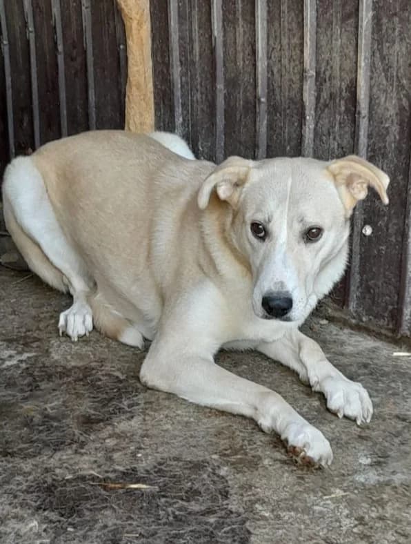 FAITH, female Mixed Breed for adoption at Hundehilfe Lucky Stray e.V.