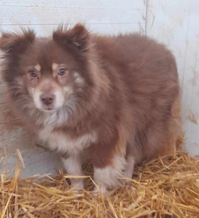 GEORGE, male Mixed Breed for adoption at Hundehilfe Lucky Stray e.V.