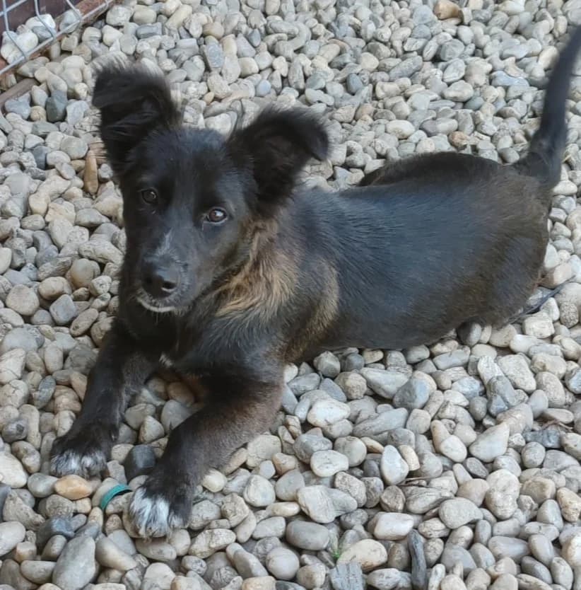 MELLI, female puppy Mixed Breed for adoption at Hundehilfe Lucky Stray e.V.