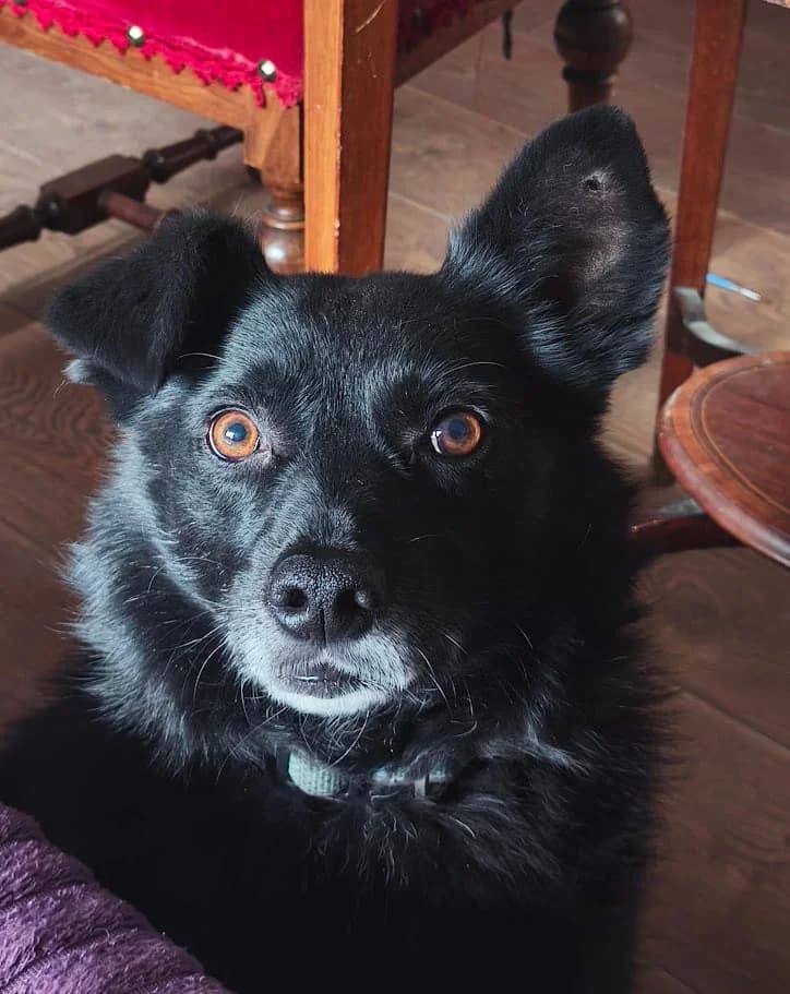 BOAS, male Mixed Breed for adoption at Hundehilfe Lucky Stray e.V.
