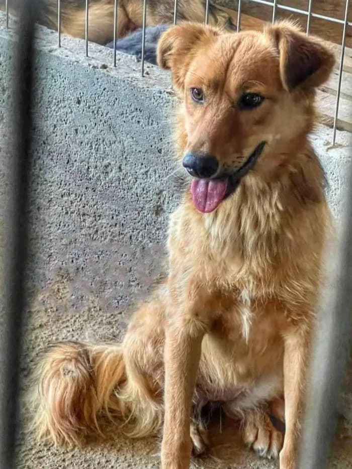 INGE, female Mixed Breed for adoption at Hundehilfe Lucky Stray e.V.