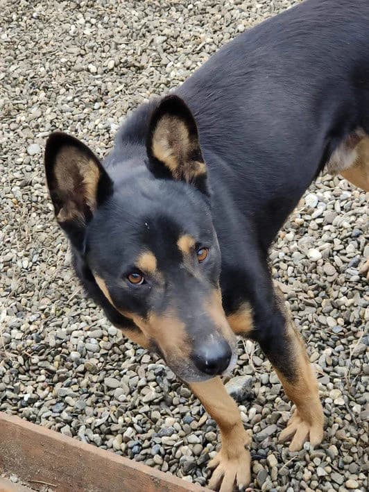 LEO, male Mixed Breed for adoption at Hundehilfe Lucky Stray e.V.