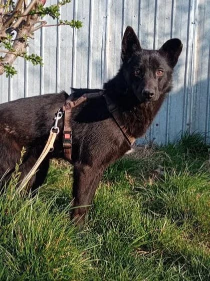 LESLY, male Mixed Breed for adoption at Hundehilfe Lucky Stray e.V.
