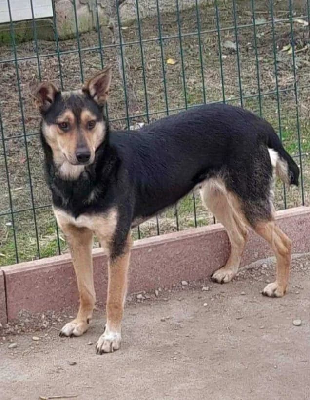 LOTTA, female Mixed Breed for adoption at Hundehilfe Lucky Stray e.V.