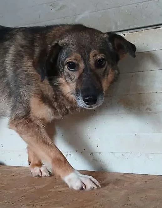 LUNA, female Mixed Breed for adoption at Hundehilfe Lucky Stray e.V.