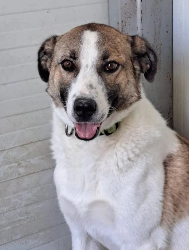MALTE, male Mixed Breed for adoption at Hundehilfe Lucky Stray e.V.