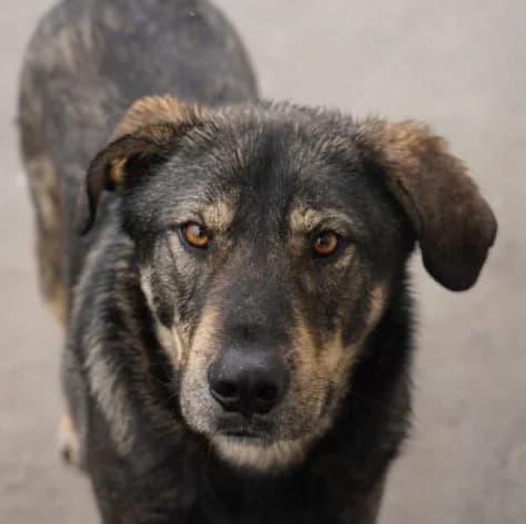 MARTIN, male Mixed Breed for adoption at Hundehilfe Lucky Stray e.V.